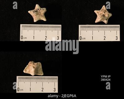 Timoroblastus coronatus Wanner. Banque D'Images