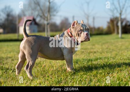 Un chien de poche de couleur lilas américain Bully Puppy marche. Banque D'Images