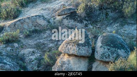 Deux hiboux sur le rocher au coucher du soleil Banque D'Images