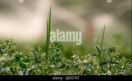 Image des plantes au-dessus de l'eau prise avec foyer sélectif. Banque D'Images