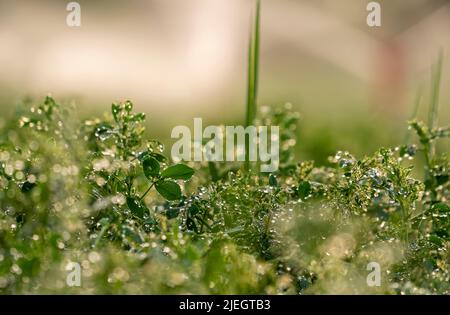 Image des plantes au-dessus de l'eau prise avec foyer sélectif. Banque D'Images