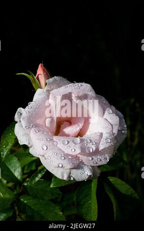 Rose pâle avec rosée estivale sur les pétales du jardin Banque D'Images