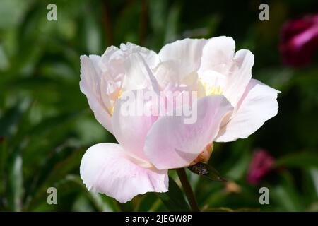 Paeonia obovata Peony obovata fleur Banque D'Images