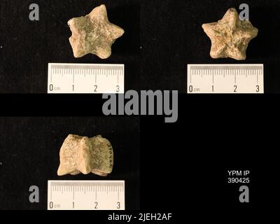 Timoroblastus coronatus Wanner. Banque D'Images