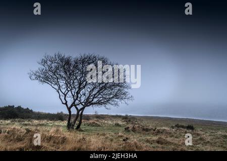 Un arbre isolé qui pousse sur la rive sombre et brumeuse du lac Colliford, sur la Moor Bodmin, dans les Cornouailles. Banque D'Images