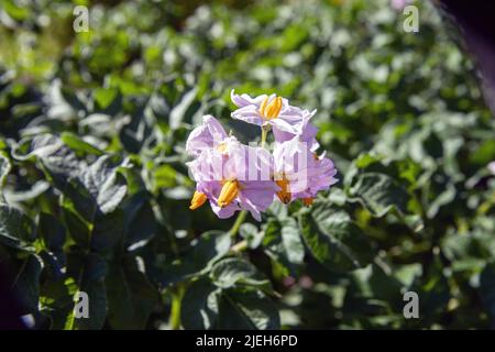 Plants de pommes de terre rouges de croissance moyenne en pleine floraison Banque D'Images