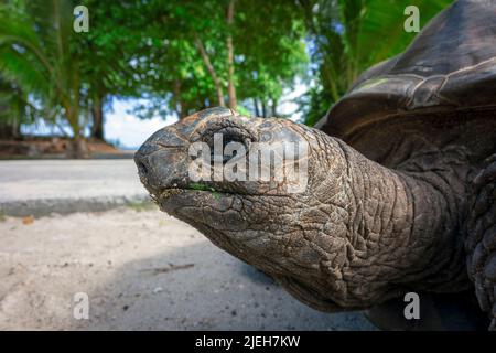 Portrait d'une vieille tortue géante Aldabra Banque D'Images