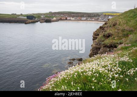 Sea Campion, Silene uniflora, sur une falaise près d'Eyemouth, Berwickshire, Écosse Banque D'Images