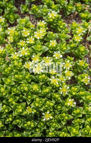 Sea Sandwort, Honckenya peploides, succulente fleur sauvage, côte du Berwickshire, Écosse Banque D'Images