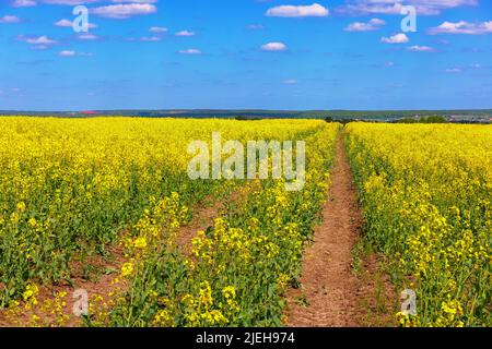 Champ de colza jaune en fleurs avec jauge de tracteur et ciel bleu avec nuages blancs, technique de superposition de mise au point Banque D'Images