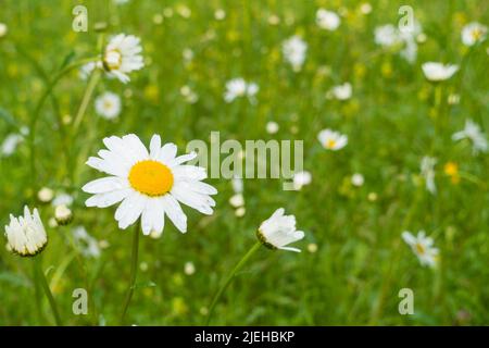 Oxeye Daisy, Leucanthemum vulgare, dans un pré de fleurs sauvages, Dumfries & Galloway, Écosse Banque D'Images