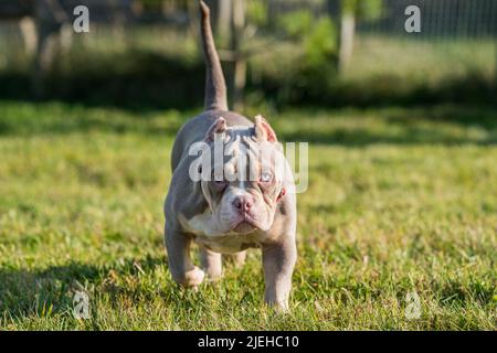Un chien de poche de couleur lilas américain Bully Puppy marche. Banque D'Images