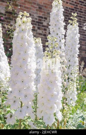 Grandes pointes majestueuses de densément remplies de fleurs doubles, Delphinium Guardian White Floraison plante. Banque D'Images