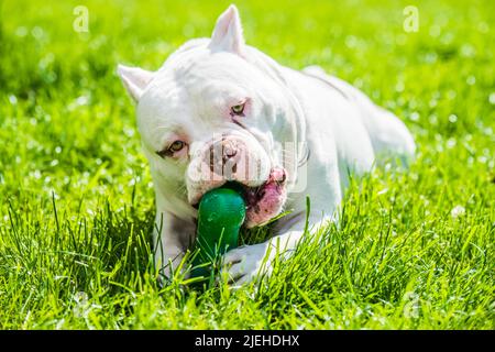 Chien américain Bully mâle avec jouet à l'extérieur Banque D'Images