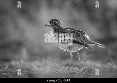 Oiseau asiatique à genoux épais en photo monochrome au niveau des yeux. Banque D'Images