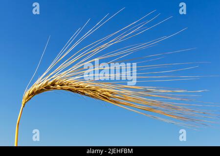 Ein Getreidefeld mit Gerste wartet auf die Ernte. Symbolfoto für Landwirtschaft und gesunde Ernährung. Einzelne Ähre, blauer Himmel, Lorn, Kornfeld, P. Banque D'Images