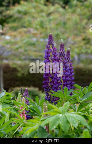 Grappe de superbes fleurs de lupin violet, photographiées dans le jardin du château de Dunvegan, île de Skye, Écosse, Royaume-Uni Banque D'Images