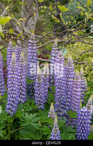 Grappe de superbes fleurs de lupin violet, photographiées dans le jardin du château de Dunvegan, île de Skye, Écosse, Royaume-Uni Banque D'Images