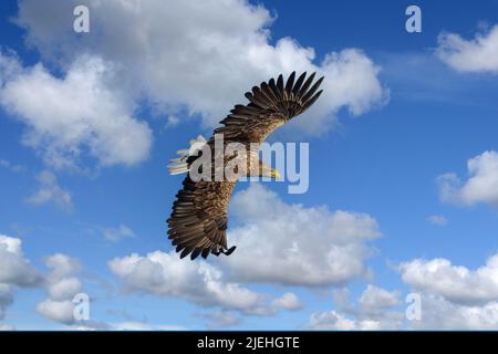 Ein Seeadler auf Beuteflug, (Haliaeetus albicilla) Banque D'Images