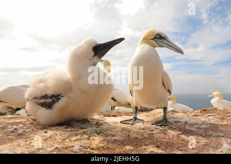 Photo de la nature sauvage de l'allemagne. Photo d'une colonie de sternes du Nord nichant en allemagne. Oiseau marin. Animaux sauvages. Banque D'Images