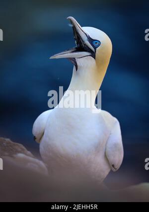 Photo de la nature sauvage de l'allemagne. Photo d'une colonie de sternes du Nord nichant en allemagne. Oiseau marin. Animaux sauvages. Banque D'Images