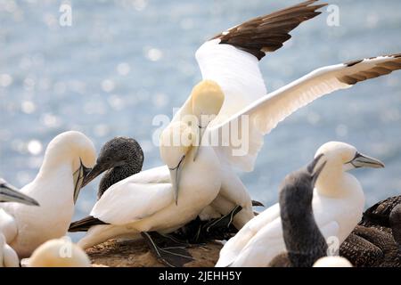 Photo d'une colonie de sternes du Nord nichant en allemagne. Oiseau marin. Animaux sauvages. Banque D'Images