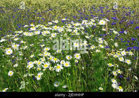 Blumen im Getreidefeld, Kamille, Kornblumen, Banque D'Images