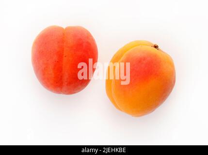 Aprikosen, Aprikose, Frucht, Früchte, Aprikosenstein, Aprikosenkern, Marille, Marillen, (Prunus armeniaca), Steinobstgewächs, Banque D'Images