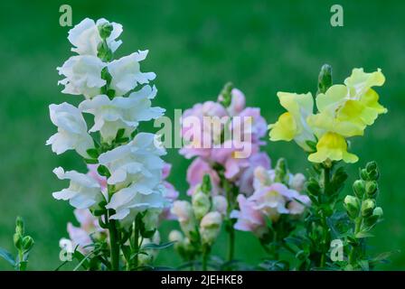 Blossom Antirrhinum majus, le commun snapdragon fleurs avec des bourgeons dans le jardin. Arrière-plan vert naturel flou, espace de copie. Slovaquie. Banque D'Images