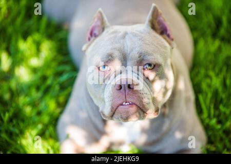 Vue de dessus de chien Bully américain couleur lilas de poche. Banque D'Images