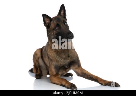 adorable chien de police curieux qui regarde loin tout en s'posant devant un fond blanc dans le studio Banque D'Images