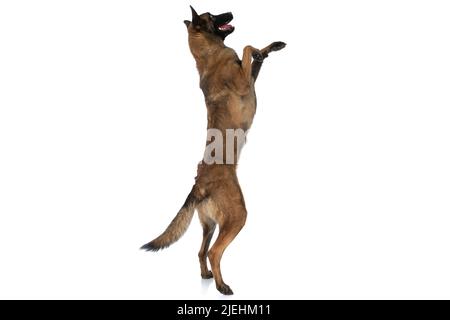 vue latérale d'un petit chien malin joueur regardant et se tenant derrière les jambes tout en jouant, en collant la langue et en se panant sur fond blanc à l'intérieur Banque D'Images