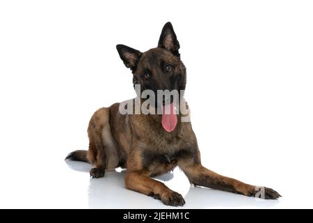 joli petit chien malinois qui se pose, colle la langue et la panse tout en étant heureux devant un fond blanc en studio Banque D'Images