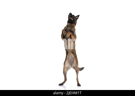 chien de garde de berger belge mignon regardant vers le haut et se tenant sur les jambes arrière devant un fond blanc en studio Banque D'Images