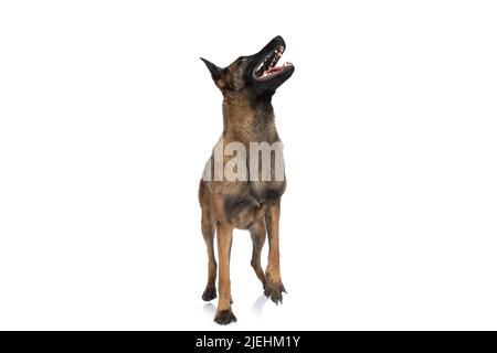 chien belge ludique qui cherche, pante et est curieux et excité sur fond blanc en studio Banque D'Images