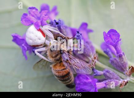 Makro gros plan de petite araignée de crabe blanc venomous femelle (misumena vatia) en prêtant une grande abeille sur la fleur de lavande pourpre - Allemagne Banque D'Images