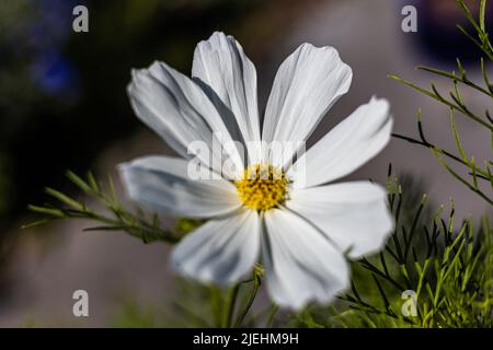 COSMOS bipinnatus 'Purity' est une fleur annuelle demi-dure facilement cultivée à partir de graines, floraison dans un jardin, Bristol, Royaume-Uni Banque D'Images