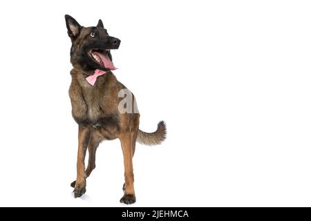 chiot malinois excité portant un noeud papillon rose, regardant vers le haut et sautant tout en collant la langue et panting devant le fond blanc en studio Banque D'Images