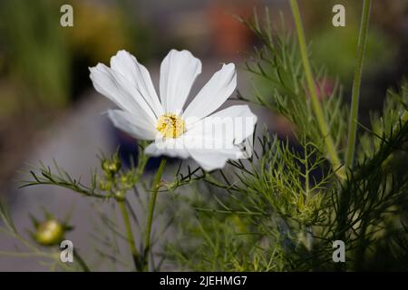 COSMOS bipinnatus 'Purity' est une fleur annuelle demi-dure facilement cultivée à partir de graines, floraison dans un jardin, Bristol, Royaume-Uni Banque D'Images