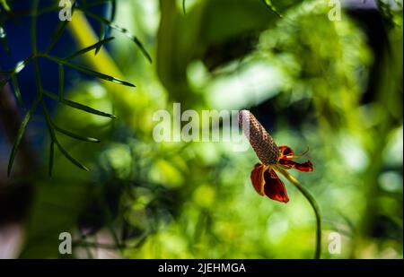 Ratibida columnifera F. pulcherrima 'Red Midget' Mexican Hat Prairie Cone Flower, Bristol, Royaume-Uni Banque D'Images