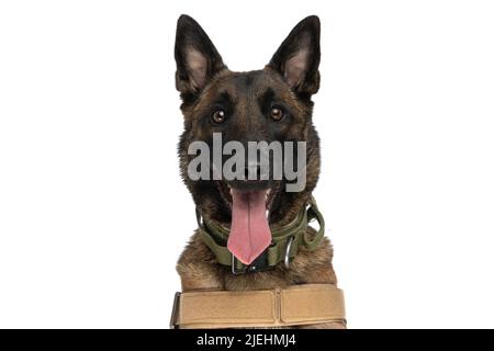 joyeux chien belge malinois avec harnais collant la langue et panting sur fond blanc en studio Banque D'Images