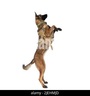 vue latérale d'un curieux chien de police avec harnais de corps debout sur les jambes arrière et regardant sur fond blanc dans le studio Banque D'Images