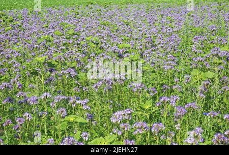 Champ agricole avec d'innombrables fleurs bleu violet tansy (Lacy phacelia tanacetifolia) fleurs - Allemagne Banque D'Images