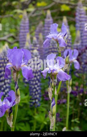 Grappe de superbes fleurs de lupin violet et d'iris, photographiées dans le jardin du château de Dunvegan, à l'île de Skye, en Écosse, au Royaume-Uni Banque D'Images