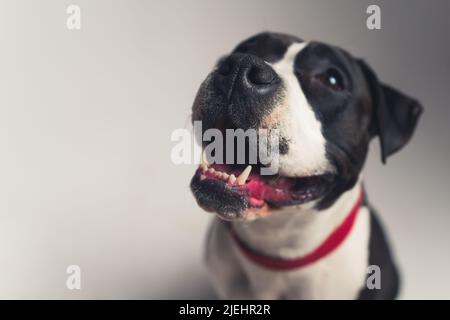 gros plan noir et blanc American Staffordshire Terrier avec laisse rouge studio tourné fond gris copie espace . Photo de haute qualité Banque D'Images