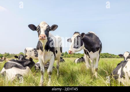 Vaches dans un champ de pâturage, frisian holstein, debout et couché dans un pâturage, un groupe heureux, un ciel bleu et un horizon sur terre Banque D'Images