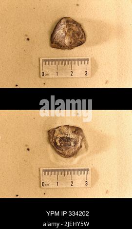 Rafinesquina deltoidea (Conrad, 1839). Banque D'Images