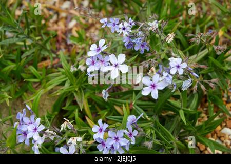Un grand groupe de phlox divaricata croissant dans une rockery alpine en été dans le Yorkshire de l'est, Angleterre, Royaume-Uni, GB. Banque D'Images