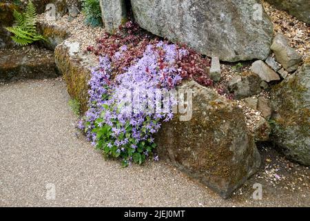 Un grand groupe de phlox divaricata croissant dans une rockery alpine en été dans le Yorkshire de l'est, Angleterre, Royaume-Uni, GB. Banque D'Images
