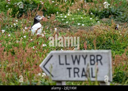 Un macareux (Fratercula arctica) assis sur la prairie côtière sur l'île de Skomer de la côte de Pembrokeshire avec un signe de sentier pour le sentier local. Pays de Galles Banque D'Images